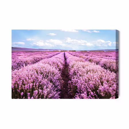 Canvastavla - D Blooming Lavender Field