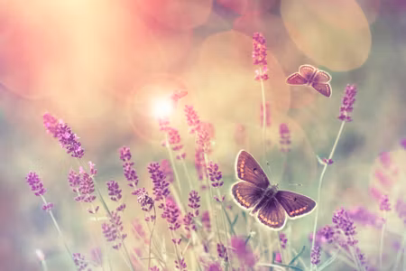 Canvastavla - Butterflies and Lavender Flowers