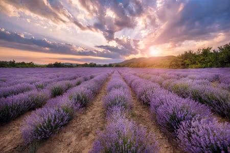 Canvastavla - Lavender Field At Sunset