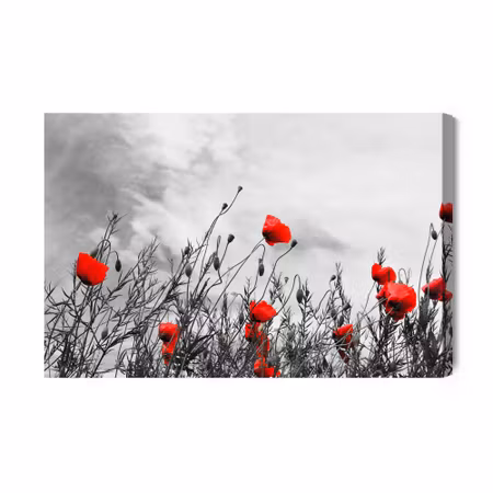 Canvastavla - Red Poppies on a Black and White