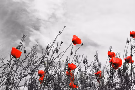 Canvastavla - Red Poppies on a Black and White