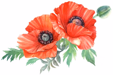 Canvastavla - Red Poppies Painted with Watercolor