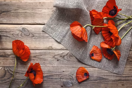 Canvastavla - Red Poppies on the Background of