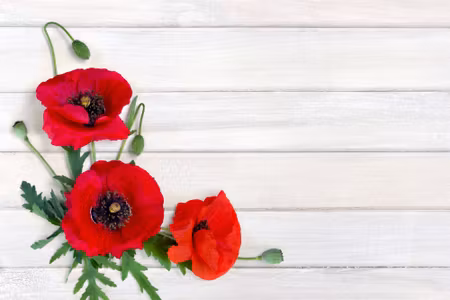 Canvastavla - Red Poppies on a Background of
