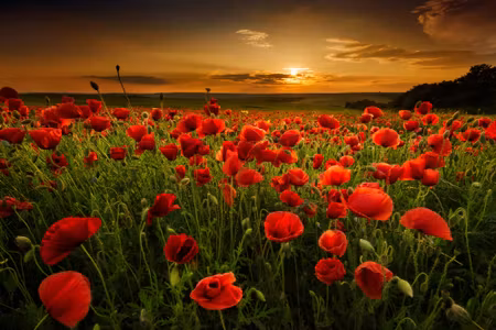 Canvastavla - Field of Poppies At Sunset D