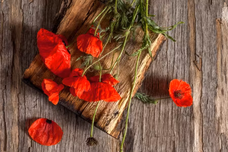 Canvastavla - Wild Poppies on the Background of