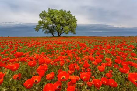 Canvastavla - A Tree in the Middle of a Poppy