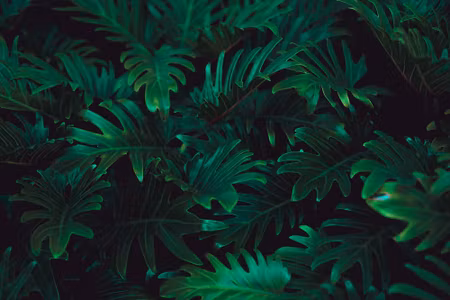 Canvastavla - Tropical Fern Bushes