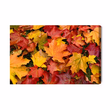 Canvastavla - Maple Leaves in Fall Colors