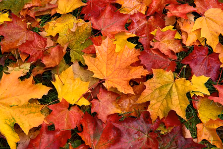 Canvastavla - Maple Leaves in Fall Colors