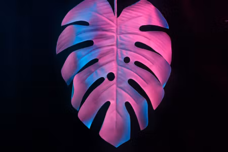 Canvastavla - Colorful Monstera Leaf on Black
