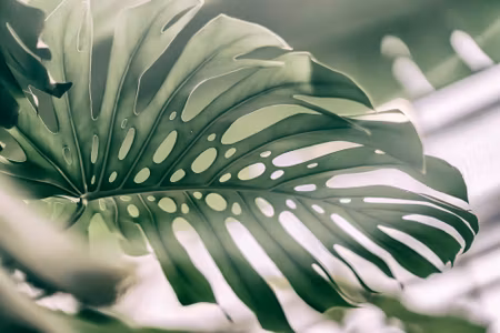 Canvastavla - Monstera Leaf Close Up
