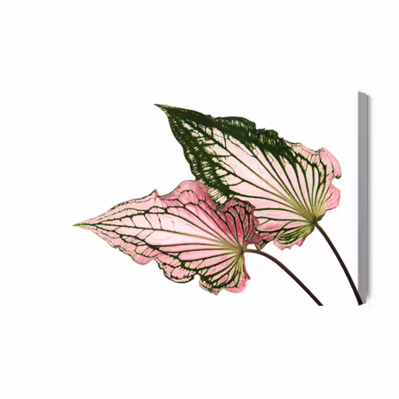 Canvastavla - Caladium Leaves Close Up