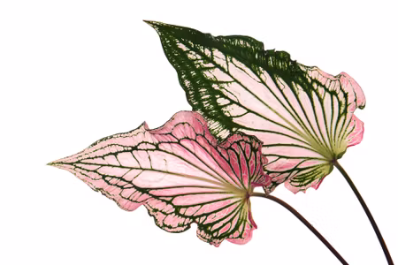 Canvastavla - Caladium Leaves Close Up