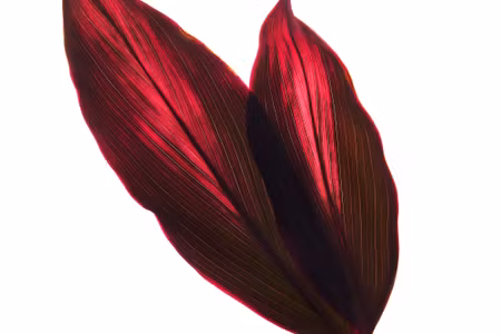 Canvastavla - Cordyline Bush Leaves