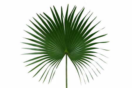 Canvastavla - Green Leaf