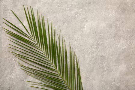 Canvastavla - Palm Leaf on a Concrete Background
