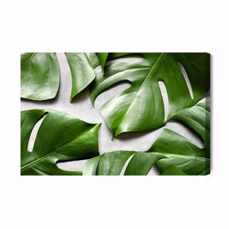 Canvastavla - Monstera Leaves on a Gray Background