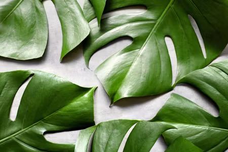 Canvastavla - Monstera Leaves on a Gray Background