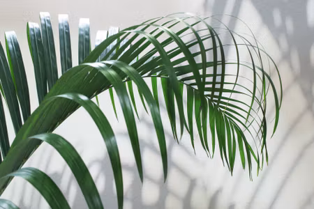 Canvastavla - Green Palm Leaf with a D Effect