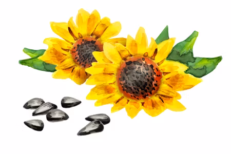 Canvastavla - Flowers and Sunflower Seeds As