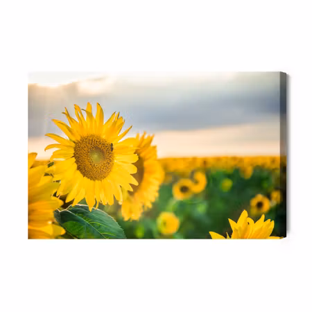 Canvastavla - A Field of Beautiful Yellow
