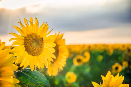 Canvastavla - A Field of Beautiful Yellow
