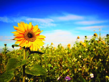 Canvastavla - Sunflowers Against the Blue Sky