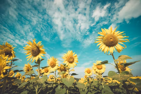 Canvastavla - Sunflower Field Against the Sky