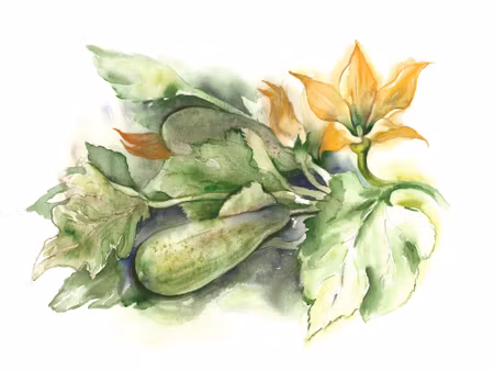 Canvastavla - Zucchini with Flowers Painted with
