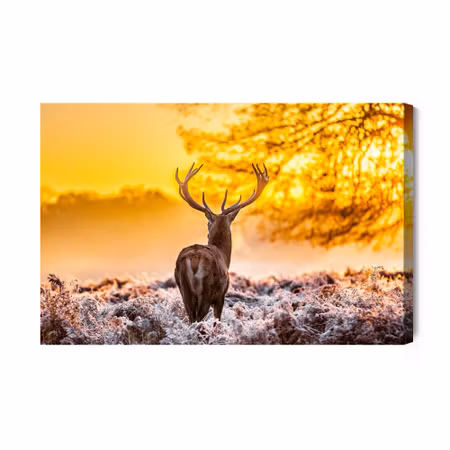 Canvastavla - Deer At Sunrise