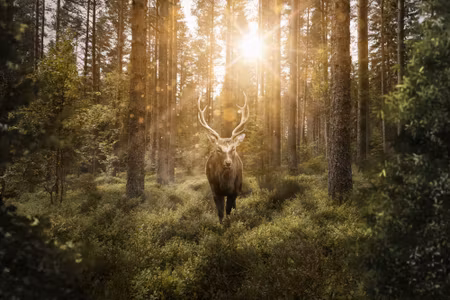 Canvastavla - Deer and the Sun Amp S Rays