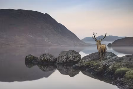 Canvastavla - Deer By the Lake