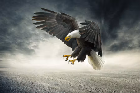 Canvastavla - The Eagle During the Storm