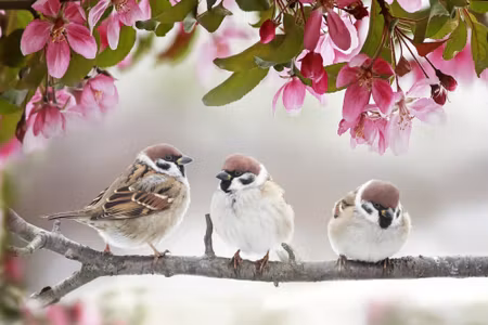 Canvastavla - Sparrows Birds