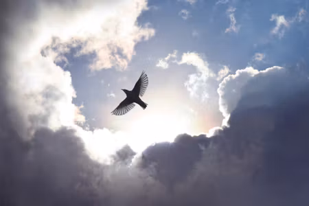 Canvastavla - Bird on a Background of the Sky