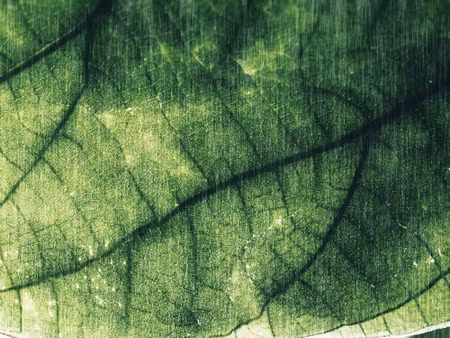 Canvastavla - Abstract Leaf Texture