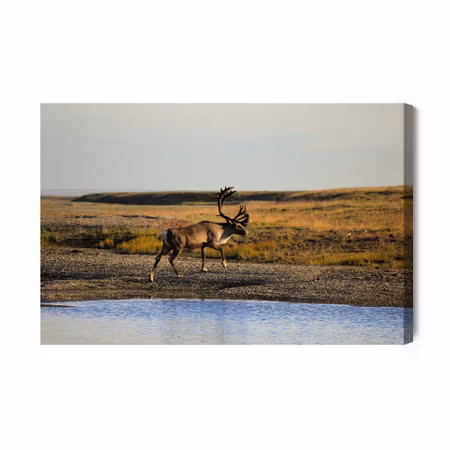 Canvastavla - A Deer over the Water