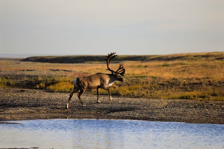 Canvastavla - A Deer over the Water