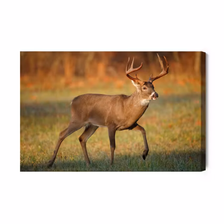 Canvastavla - White-tailed Deer