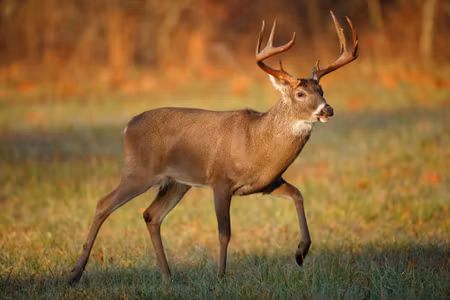 Canvastavla - White-tailed Deer