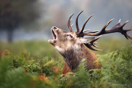 Canvastavla - A Roaring Deer