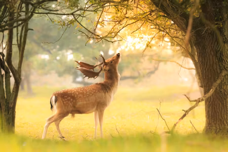 Canvastavla - A Prominent Deer Among the Trees