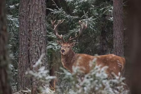 Canvastavla - A Deer with a Magnificent Antler in