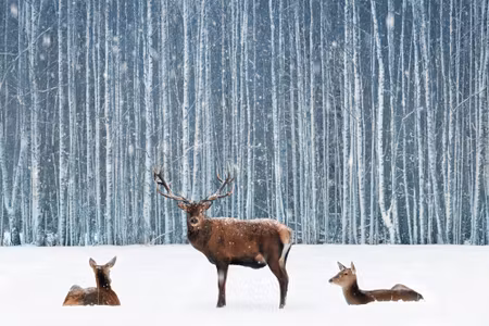 Canvastavla - Deer and Does in a Winter Forest
