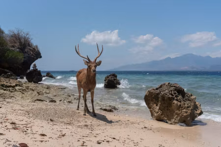 Canvastavla - Deer on the Beach