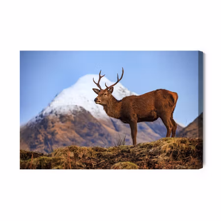 Canvastavla - Deer on the Background of Mountains