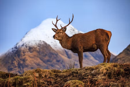 Canvastavla - Deer on the Background of Mountains