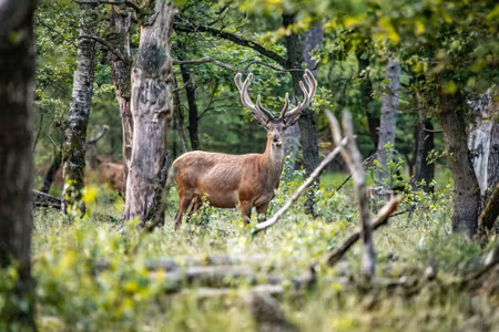 Canvastavla - A Deer in the Middle of a Deciduous