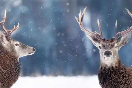 Canvastavla - Two Deer in the Winter Forest